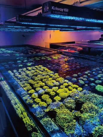 Keloray AJ200 Coral farm light