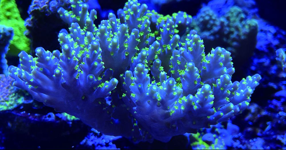 Maxspect Pastel Reef Magnifier