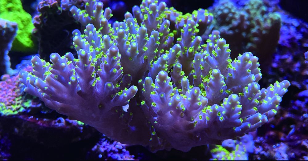 Maxspect Pastel Reef Magnifier