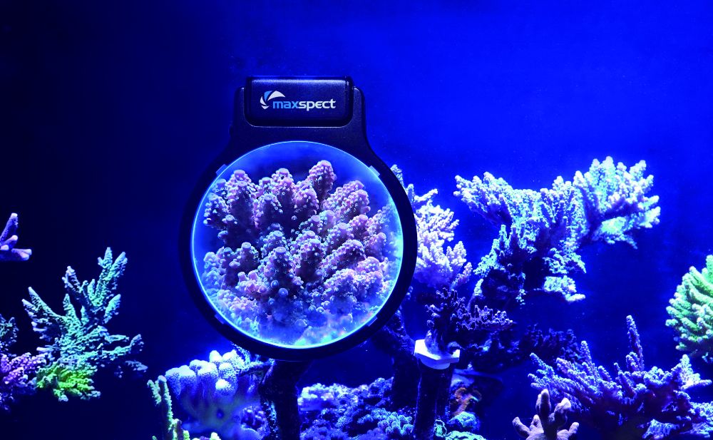 Maxspect Pastel Reef Magnifier